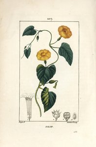 Jalap, Convolvulus jalappa. Ručně kolorovaná tečkovaná mědirytina od Lamberta Juniora z kresby Pierra Jean-Francoise Turpina z Chaumeton, Poiret a Chamberet