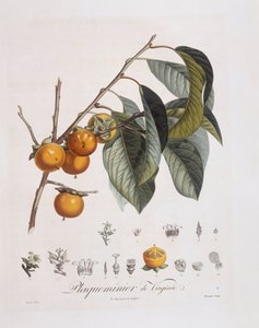 Japonský tomel nebo kaki (Diospyros kaki), Henry Louis Duhamel du Monceau, botanická deska Pierre Jean Francois Turpin od Pierre Jean Francois Turpin