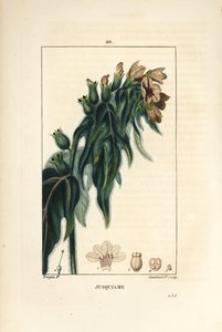 Jusquiame - Jedovatá slepice, Hyoscyamus vulgaris, květ, list a semena. Ručně kolorovaná tečkovaná mědirytina od Lamberta Juniora z kresby Pierra Jean-Francoise Turpina z Chaumeton, Poiret a Chamberet