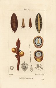 Velká větev nebo velká semena cycas - Queen ságo, Cycas circinalis, zobrazující semeno a řez. Ohrožený. Ručně kolorovaná tečkovaná mědirytina od Lamberta Juniora z kresby Pierra Jean-Francoise Turpina z Chaumetonovy, Poiretovy a Chamberetovy „“ La od Pierre Jean Francois Turpin