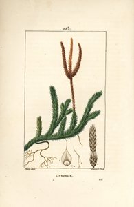Lycopod official nebo tráva s palicemi - Lycopodium clavatum. Ručně kolorovaná tečkovaná mědirytina od Lamberta Juniora z kresby Pierra Jean-Francoise Turpina z Chaumeton, Poiret a Chamberet