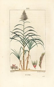 Ušlechtilá třtina - Cukrová třtina, Saccharum officinarum. Ručně kolorovaná tečkovaná mědirytina od Lamberta Juniora z kresby Pierra Jean-Francoise Turpina z Chaumeton, Poiret a Chamberet