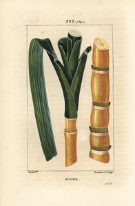 Ušlechtilá třtina - Cukrová třtina, Saccharum officinarum, stonek a list. Ručně kolorovaná tečkovaná mědirytina od Lamberta Juniora z kresby Pierra Jean-Francoise Turpina z Chaumeton, Poiret a Chamberet
