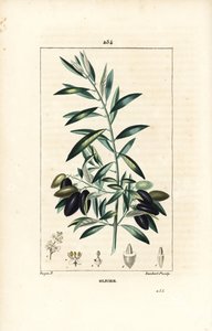 Olivier - Olivovník, Olea europaea, s listem, větví, ovocem a semenem. Ručně kolorovaná tečkovaná mědirytina od Lamberta Juniora z kresby Pierra Jean-Francoise Turpina z Chaumeton, Poiret a Chamberet