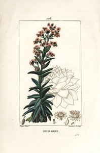 Orpin - Netřesk domácí, Sedum majus. Ručně kolorovaná tečkovaná mědirytina od Lamberta Juniora z kresby Pierra Jean-Francoise Turpina z Chaumeton, Poiret a Chamberet