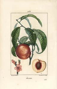 Pecher - broskvoň, Amygdalus persica, s květem, listem, stopkou, zralým ovocem a ovocem v řezu se semeny. Ručně kolorovaná tečkovaná mědirytina od Lamberta Juniora z kresby Pierra Jean-Francoise Turpina z Chaumeton, Poiret a Chamberet