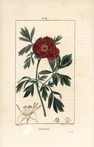 Pivoňka lékařská - Pivoňka lékařská, Paeonia officinalis, s květem, listem a obrysem částí květů. Ručně kolorovaná tečkovaná mědirytina od Lamberta Juniora z kresby Pierra Jean-Francoise Turpina z Chaumetonovy, Poiretovy a Chamberetovy „“ La F od Pierre Jean Francois Turpin