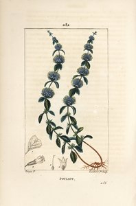 Pouliot Mint - Pennyroyal máta, Mentha pulegium, s květem, listem, stopkou, kořenem a semenem. Ručně kolorovaná tečkovaná mědirytina od Lamberta Juniora z kresby Pierra Jean-Francoise Turpina z Chaumetonovy, Poiretovy a Chamberetovy „“ La Flore Medicale od Pierre Jean Francois Turpin