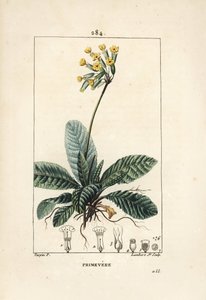Primevere officinale ou brerelle, kukačka, Herb a la paralysis, Herb de Saint Paul, primerolle - prvosenka jarní, Primula veris, zobrazující květ, list a kořeny. Ručně kolorovaná tečkovaná mědirytina od Lamberta Juniora z kresby Pierra Jean-Francoise Turpa od Pierre Jean Francois Turpin