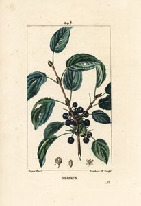 Rakytník pročisťující, řešetlák katarzný nebo řešetlák lékařský - řešetlák prosakující, Rhamnus cathartica. Ručně kolorovaná tečkovaná mědirytina od Lamberta Juniora z kresby Pierra Jean-Francoise Turpina z Chaumetonovy, Poiretovy a Chamberetovy „“ La od Pierre Jean Francois Turpin