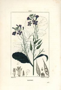 Ředkev - Ředkev, Raphanus sativus, s obrysem květu, listu, semene a listu. Ručně kolorovaná tečkovaná mědirytina od Lamberta Juniora z kresby Pierra Jean-Francoise Turpina z Chaumeton, Poiret a Chamberet