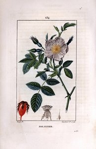 Šípková větev s bobulem (šípky nebo šípky) a růží - Divoká vřesovitá růže, Rosa canina, s květem, poupětem a šípkem. Ručně kolorovaná tečkovaná mědirytina od Lamberta Juniora z kresby Pierra Jean-Francoise Turpina z Chaumeton, Poiret et C od Pierre Jean Francois Turpin