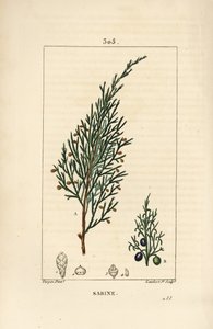 Sabine jalovec, Juniperus sabina, s bobulemi, listy, stopkou a semenem. Ručně kolorovaná tečkovaná mědirytina od Lamberta Juniora z kresby Pierra Jean-Francoise Turpina z Chaumeton, Poiret a Chamberet