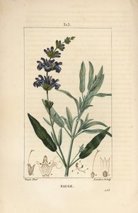 Šalvěj lékařská - Šalvěj lékařská, Salvia officinalis, s květem, listem, stonkem a semenem. Ručně kolorovaná tečkovaná mědirytina od Lamberta Juniora z kresby Pierra Jean-Francoise Turpina z Chaumeton, Poiret a Chamberet
