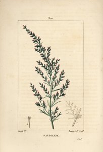 Pelyněk odrůda - Červíček nebo tatarský jih, Artemisia santonicum. Ručně kolorovaná tečkovaná mědirytina od Lamberta Juniora z kresby Pierra Jean-Francoise Turpina z Chaumeton, Poiret a Chamberet
