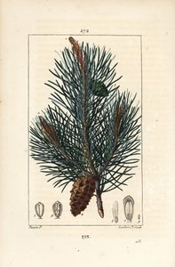 Borovice lesní - Divoká borovice nebo borovice lesní, Pinus sylvestris, s větví, jehlou a šiškou. Ručně kolorovaná tečkovaná mědirytina od Lamberta Juniora z kresby Pierra Jean-Francoise Turpina z Chaumetonovy, Poiretovy a Chamberetovy „“ La Flore M od Pierre Jean Francois Turpin