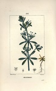 Scratteron nebo rieble, gridron, jazyk scratch, gaille - Husice, Galium aparine. Ručně kolorovaná tečkovaná mědirytina od Lamberta Juniora z kresby Pierra Jean-Francoise Turpina z Chaumeton, Poiret a Chamberet