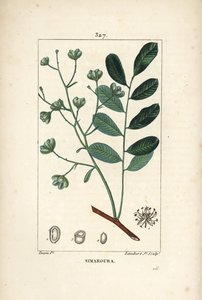 Simarouba bitere - Marupa nebo hořké dřevo, Simarouba amara (Quassia simaruba) s květem, listem, větví a semenem. Ručně kolorovaná tečkovaná mědirytina od Lamberta Juniora z kresby Pierra Jean-Francoise Turpina z Chaumeton, Poiret a Chamberet