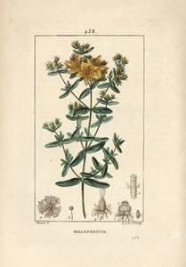 Třezalka tečkovaná, třezalka nebo třezalka lékařská - Třezalka tečkovaná, Hypericum perforatum. Ručně kolorovaná tečkovaná mědirytina od Lamberta Juniora z kresby Pierra Jean-Francoise Turpina z Chaumeton, Poiret a Chambere od Pierre Jean Francois Turpin