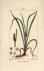 Sladce vonící vlajka, Acorus calamus, se semeny, listy a kořenem. Ručně kolorovaná tečkovaná mědirytina od Lamberta Juniora z kresby Pierra Jean-Francoise Turpina z Chaumeton, Poiret a Chamberet