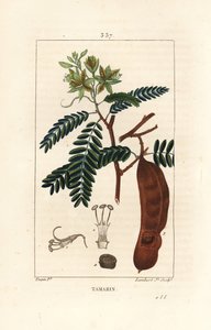 Tamarind - Tamarind, Tamarindus indica, shwoing květina, list a semeno. Ručně kolorovaná tečkovaná mědirytina od Lamberta Juniora z kresby Pierra Jean-Francoise Turpina z Chaumeton, Poiret a Chamberet