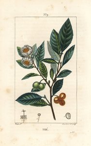 Theier - čaj, Camellia sinensis, zobrazující list, ovoce a květ. Ručně kolorovaná tečkovaná mědirytina od Lamberta Juniora z kresby Pierra Jean-Francoise Turpina z Chaumeton, Poiret a Chamberet