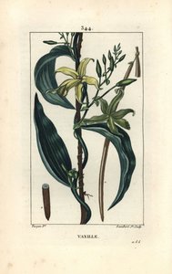 Vanilka - Vanilková orchidej, Epidendron vanilka, s květem, listem, semenem. Ručně kolorovaná tečkovaná mědirytina od Lamberta Juniora z kresby Pierra Jean-Francoise Turpina z Chaumeton, Poiret a Chamberet