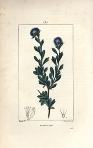 Kulovitá odrůda - Třízubá globularia, Globularia fruticosa. Ručně kolorovaná tečkovaná mědirytina od Lamberta Juniora z kresby Pierra Jean-Francoise Turpina z Chaumeton, Poiret a Chamberet
