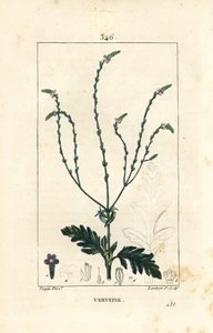 Verbena neboli Posvátná bylina, Venušina žíla nebo Čarodějnice - Vervain, Verbena officinalis. Ručně kolorovaná tečkovaná mědirytina od Lamberta Juniora z kresby Pierra Jean-Francoise Turpina z Chaumeton, Poiret a Chamberetova „“La Flore Medicale,”” Par od Pierre Jean Francois Turpin
