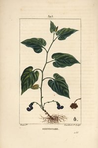 Virginia Snakeroot - hadí kořen virginský, Aristolochia serpentaria, s květem, listem, stonkem, semenem a kořenem. Ručně kolorovaná tečkovaná mědirytina od Lamberta Juniora z kresby Pierra Jean-Francoise Turpina z Chaumetonových, Poiretových a Chamberetový od Pierre Jean Francois Turpin