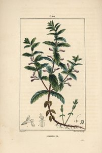 Vodní germandree - Vodní germandre, Teucrium scordium, ukazuje květ, list, stonek a kořeny. Ručně kolorovaná tečkovaná mědirytina od Lamberta Juniora z kresby Pierra Jean-Francoise Turpina z Chaumeton, Poiret a Chamberet