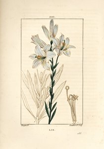 Bílá lilie nebo madonna lilie - Bílá lilie, Lilium candidum. Ručně kolorovaná tečkovaná mědirytina od Lamberta Juniora z kresby Pierra Jean-Francoise Turpina z Chaumeton, Poiret a Chamberet
