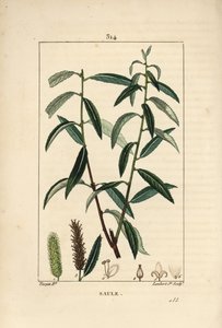 Vrba bílá nebo stříbrná, proutí bílé - Vrba bílá, Salix alba, s listy, květy, samčími a samičími jehnědami, ovocem a semenem. Ručně kolorovaná tečkovaná mědirytina od Lamberta Juniora z kresby Pierra Jean-Francoise Turpina z Chaumeton, Poi od Pierre Jean Francois Turpin
