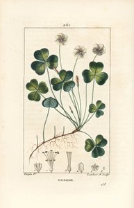 Šťovík lesní, Oxalide (oxalis) des bois - Šťovík lesní, Oxalis acetosella, s květem, listem, stopkou, semenem a kořenem. Ručně kolorovaná tečkovaná mědirytina od Lamberta Juniora z kresby Pierra Jean-Francoise Turpina z Chaumeton, Poiret a Chambere od Pierre Jean Francois Turpin