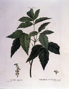 Botanická: Javorová větev. Talíř převzat z „“ Nouveau Duhamel du Monceau aneb Zachází s pamlsky stromů a keřů pěstovaných ve Francii““ Akvarel od Pierre Joseph Redoute (1759-1840) 1819