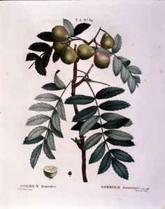 Botanická: větev cormier (Sorbus domestica) Talíř nakreslený z „“ Nouveau Duhamel du Monceau aneb Zachází s pamlsky stromů a keřů pěstovaných ve Francii““ Akvarel Pierre Joseph Redoute (1759-1840) 1819