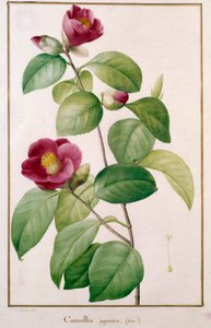 Botanická deska Camellia japonica od Pierra Josepha Redouta (1759-1840) Paříž 19. století, Muzeum přírodní historie
