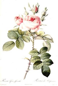 Rosa Bifera Officinalis, rytina Langlois, nakladatelství Remond (barevná rytina) od Pierre Joseph (after) Redoute