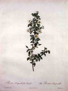 Rosa pimpinelli folia pumila (trpasličí skotská růže), vyryto Chapuyem, z „Les Roses“
