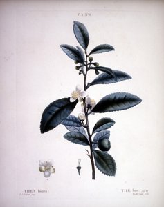 Thea Bohea - The Bou od Redoute. - v „“ New Duhamel du Monceau neboli pojednání o stromech a keřích, které se pěstují ve Francii“, figury podle kreseb P. J. Redoute a P. Bessa, Paříž