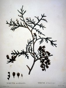 Thuya occidentalis nebo American Thuya - v „“ New Duhamel du Monceau aneb pojednání o stromech a křovinách této kultury ve Francii““, figury podle kreseb P. J. Redoute a P. Bessa od Pierre Joseph (after) Redoute