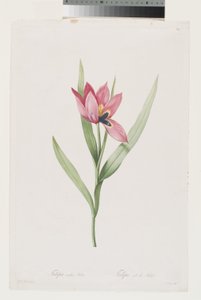 Tulipán Oeil De Soleil od Pierre Joseph (after) Redoute
