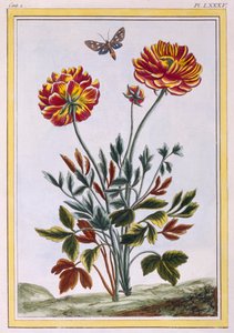 Odrůda dvoukvětého žlutého máku, hospoda. 1776. od Pierre Joseph Buchoz