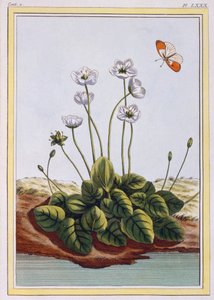 Parnasská tráva Parnasská tráva, hospoda. 1776. od Pierre Joseph Buchoz