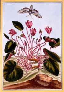 Cyclamen, hospoda. 1776. od Pierre Joseph Buchoz