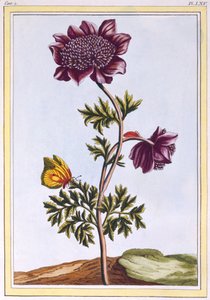 Garden Anenome Windflower, hospoda. 1776. od Pierre Joseph Buchoz