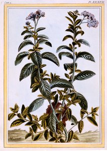 Heliotrop nebo třešňový koláč, asi 1766 (ručně kolorovaná rytina) od Pierre Joseph Buchoz