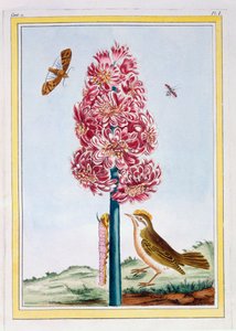 Hyacint, cca 1766 (ručně kolorovaná rytina) od Pierre Joseph Buchoz