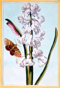 Hyacint, hospoda. 1776. od Pierre Joseph Buchoz