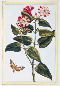 La Belle de Nuit Morning Glory, hospoda. 1776. od Pierre Joseph Buchoz